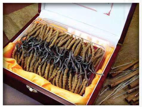 白茅湖农场冬虫夏草回收